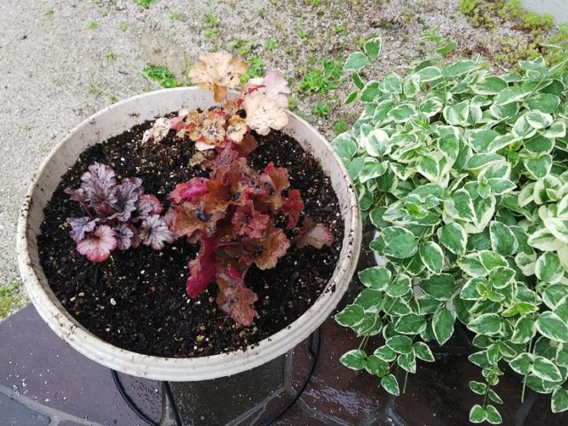 植え付けられたヒューケラとツルニチニチソウ